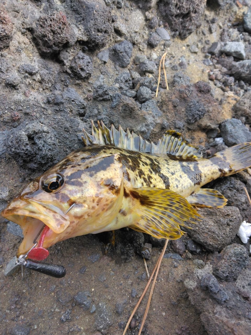DAIWA 23ハートランド リベラリスト 903ML+RSS-22の最安値・インプレ