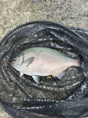 イスズミの釣果