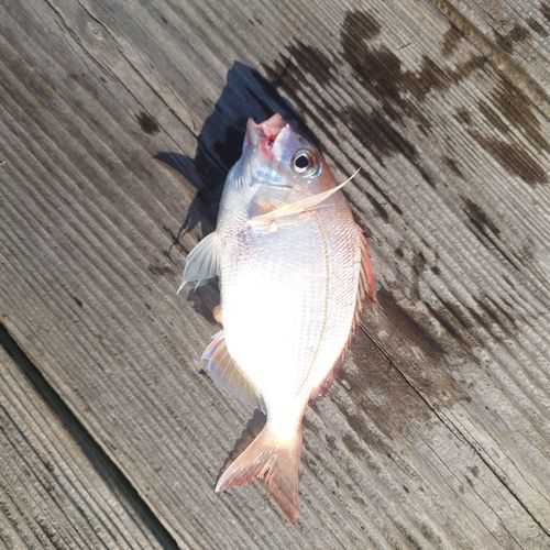 チャリコの釣果