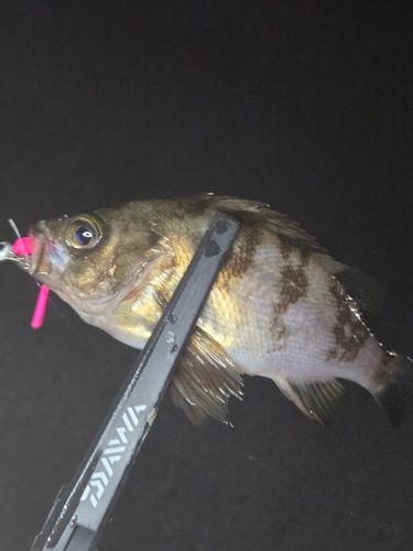 メバルの釣果