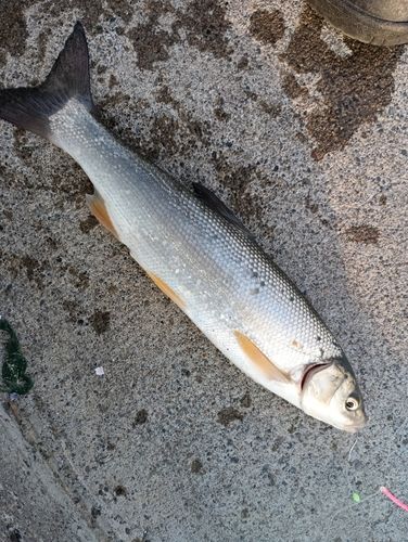 ウグイの釣果