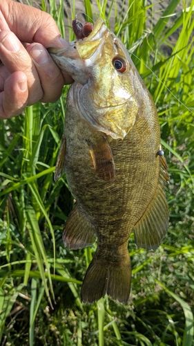 スモールマウスバスの釣果