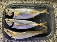 アジの釣果