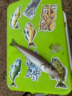 キスの釣果