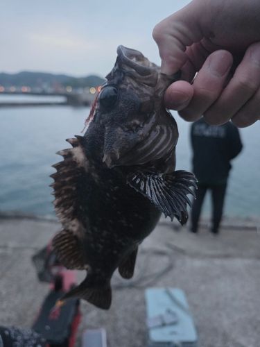 クロソイの釣果
