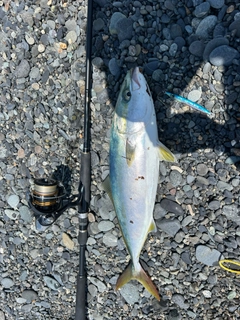 イナダの釣果