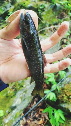 イワナの釣果