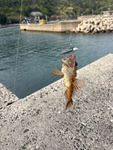 アナハゼの釣果
