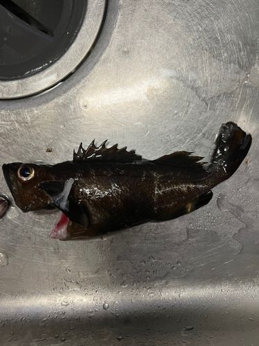 ガヤの釣果