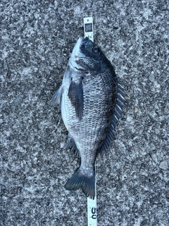 キチヌの釣果