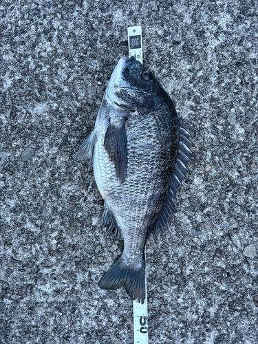 キチヌの釣果