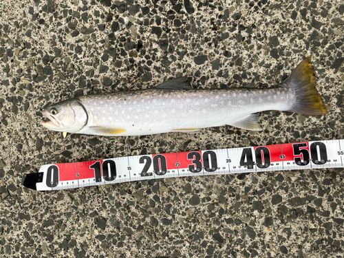アメマスの釣果