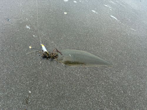 シタビラメの釣果