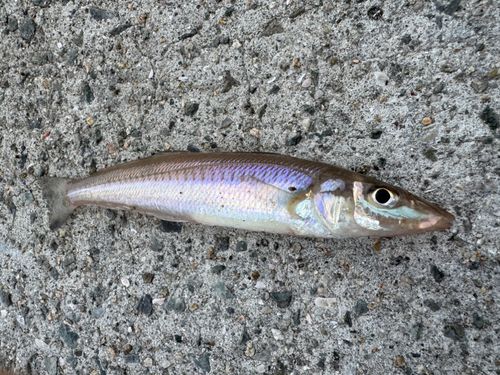 キスの釣果