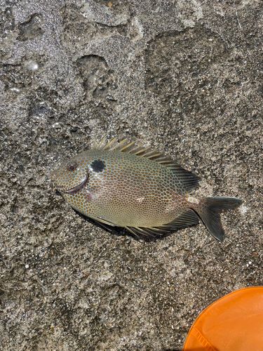アイゴの釣果