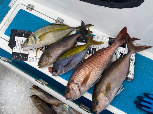 シマアジの釣果