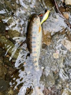 ヤマメの釣果