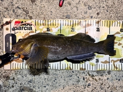 アイナメの釣果