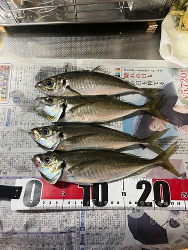 アジの釣果