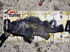クロソイの釣果