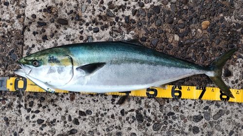 ブリの釣果