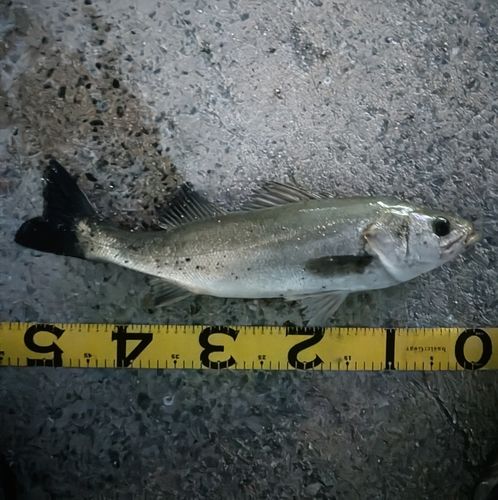 スズキの釣果