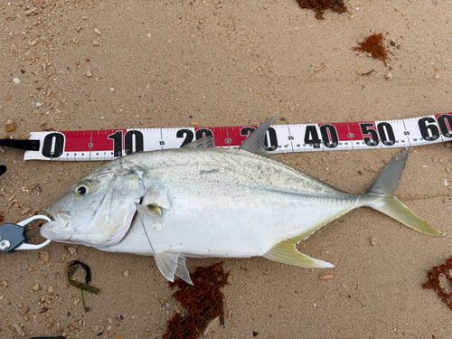 オニヒラアジの釣果
