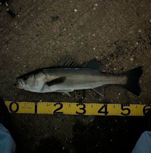 スズキの釣果