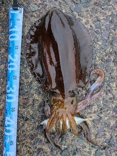 アオリイカの釣果