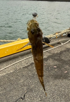 ハゼの釣果