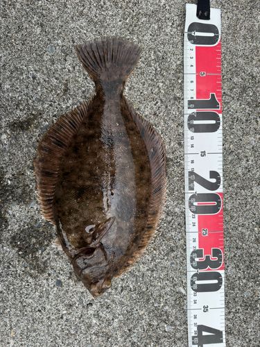 マコガレイの釣果