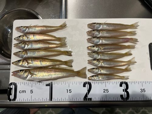 キスの釣果