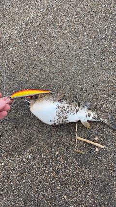 クサフグの釣果