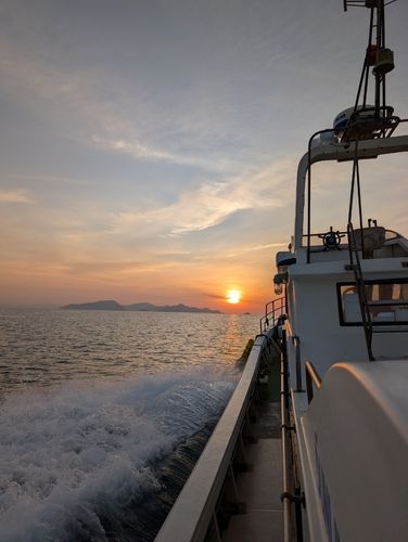 メジナの釣果