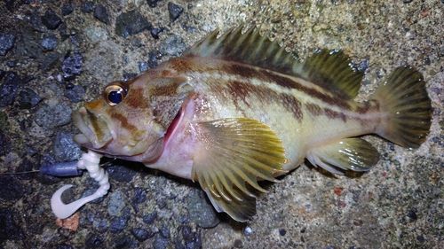 シマゾイの釣果