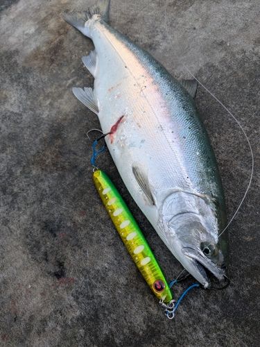 サクラマスの釣果