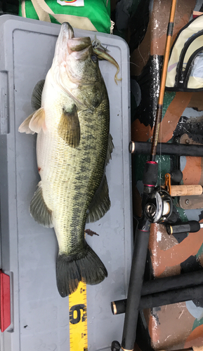 ブラックバスの釣果