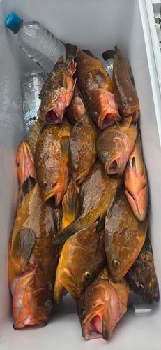 キジハタの釣果
