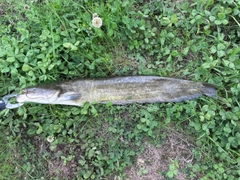 ナマズの釣果