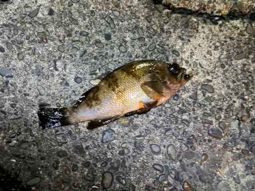メバルの釣果