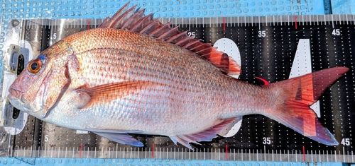 タイの釣果
