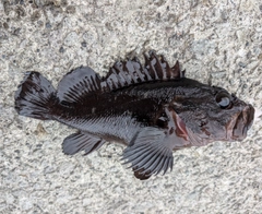クロソイの釣果