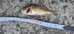 ガヤの釣果