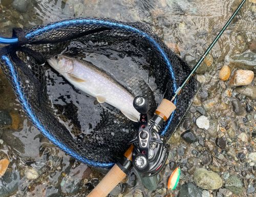 イワナの釣果