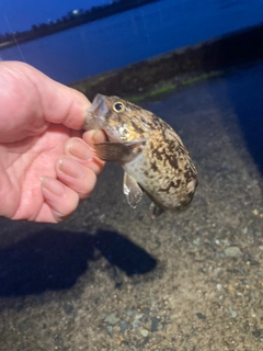 クロソイの釣果