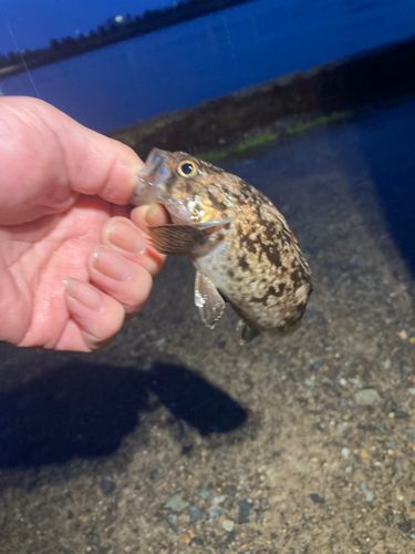 クロソイの釣果
