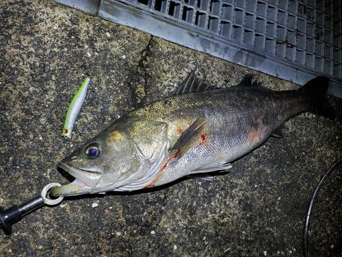 シーバスの釣果