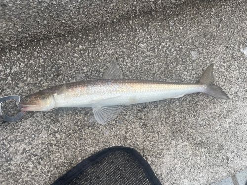 エソの釣果