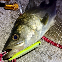 フッコ（マルスズキ）の釣果