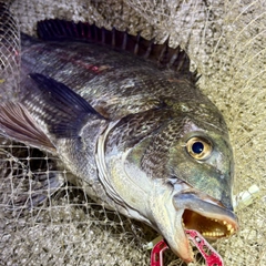 チヌの釣果